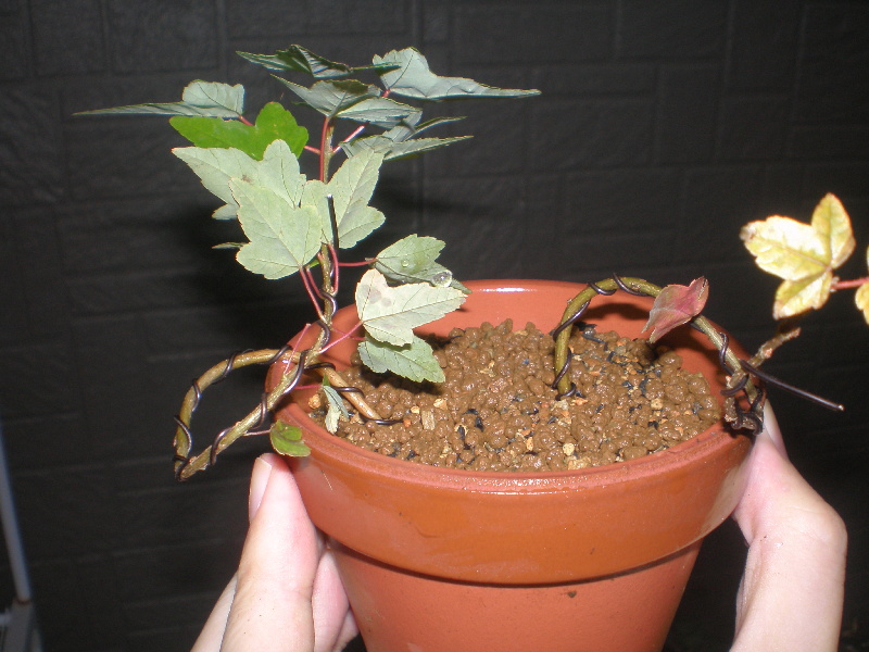 トウカエデサルベージ 実生盆栽の成長記録